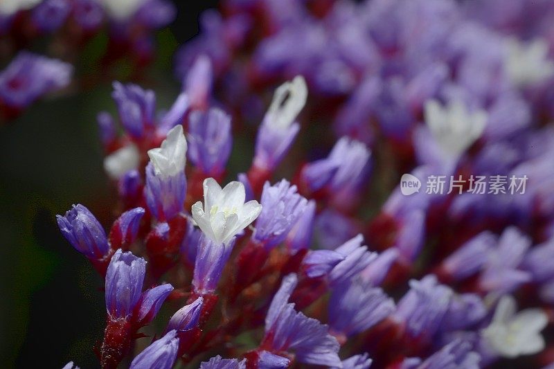 佩雷兹的海薰衣草(Limonium perezii)，又名沼泽迷迭香